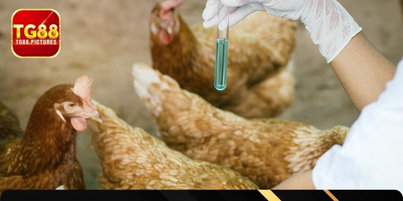 Top 3 phương pháp phòng bệnh cho chiến kê