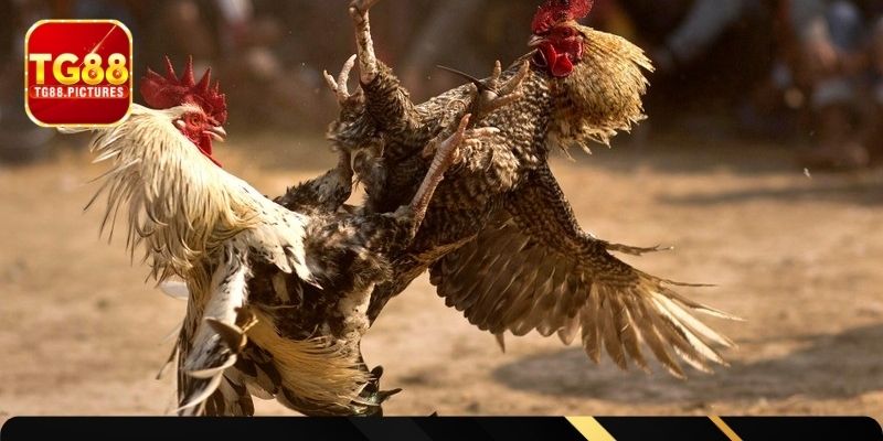 Tổng hợp trường hợp gà bị ốm hay thấy nhất