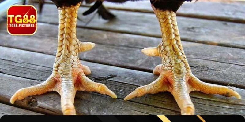 Nhận diện các kiểu vảy gà chọi xấu khác biệt