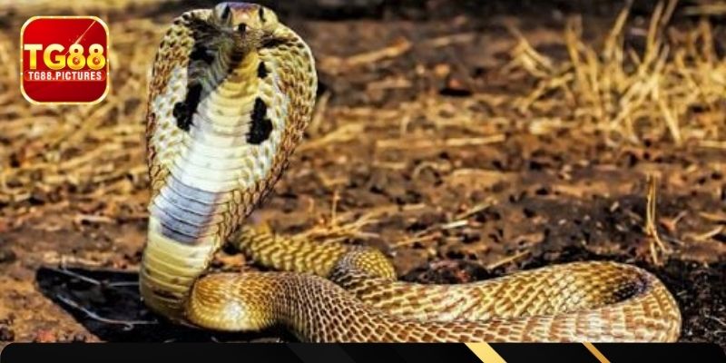 Con số may mắn theo từng tình huống mộng xà