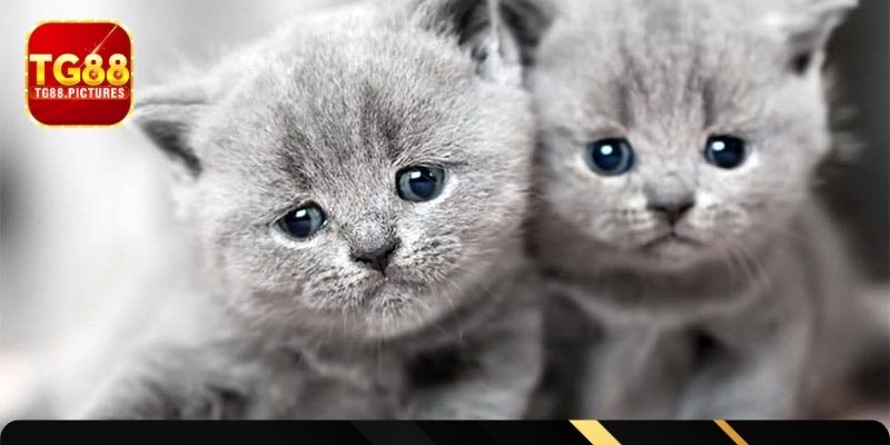 Luận số đoán đề chuẩn về miêu mộng