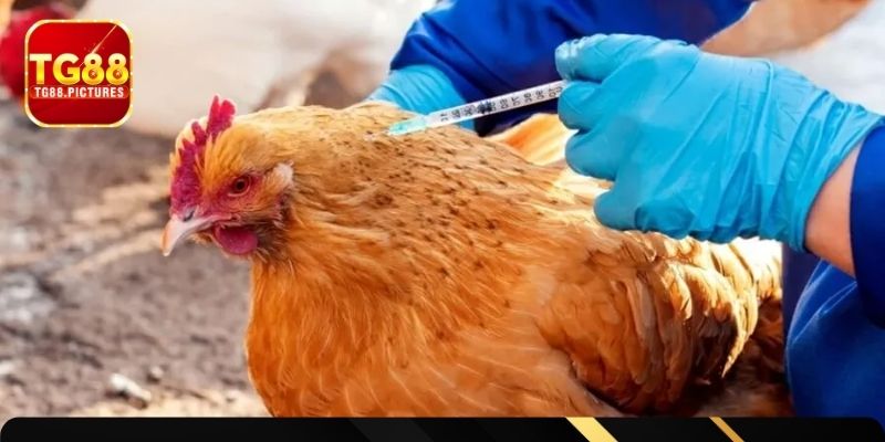 Dấu hiệu cho thấy gà chọi đang ốm cần chăm sóc