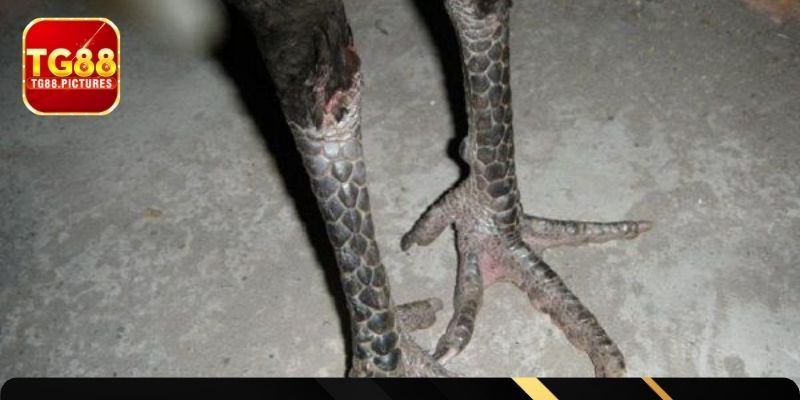 Kiểm tra tình trạng chiến kê trước lúc tham chiến