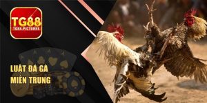 Luật Đá Gà Miền Trung Và Quy Định Người Chơi Cần Biết