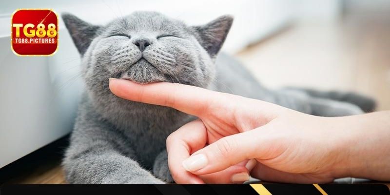 Lưu ý cho lô thủ khi đoán đề dựa vào mơ thấy mèo