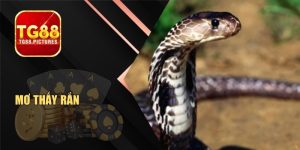 Mơ Thấy Rắn Cùng Những Con Số May Mắn Dễ Trúng Nhất