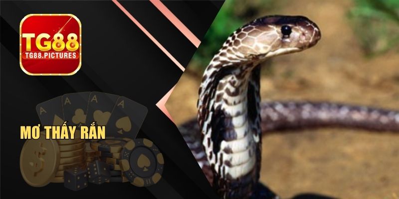Mơ Thấy Rắn Cùng Những Con Số May Mắn Dễ Trúng Nhất