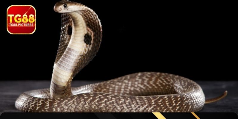 Giải mã mộng xà và kết quả xổ số