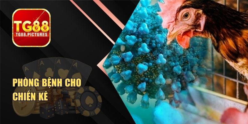 Phòng Bệnh Cho Chiến Kê – Giữ Gà Khỏe Mạnh & Trường Thọ