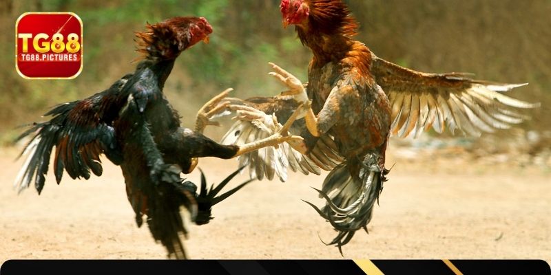 Quy định chung về chọi chiến kê ở Trung bộ