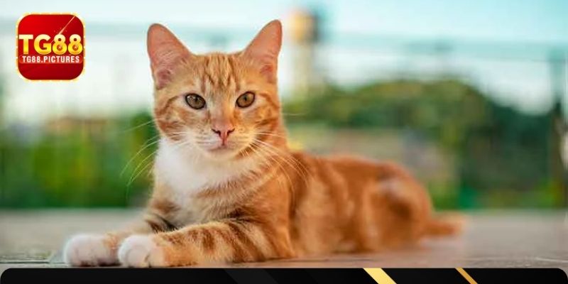 Giải mã các tình huống khác nhau về mộng miêu