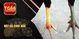 Vảy Gà Chọi Xấu – Cách Nhận Biết Trước Khi Chọn Kèo