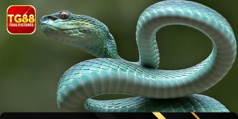 Phong thủy và vận may về mộng xà